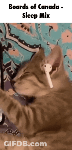 Cat Ear Buds Boards Of Canada Sleep Mix GIF