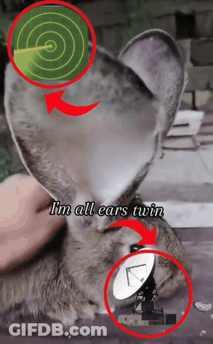 Cat Ear With Words I'm All Ears Twin GIF