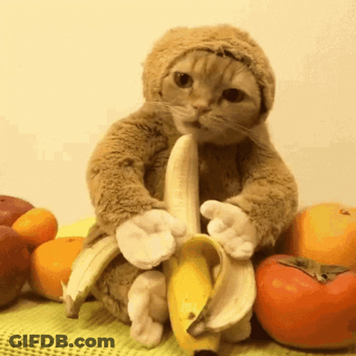 Cat Eating Banana Meme GIF