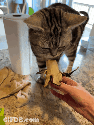Cat Eating Banana With Paper Towel Roll GIF