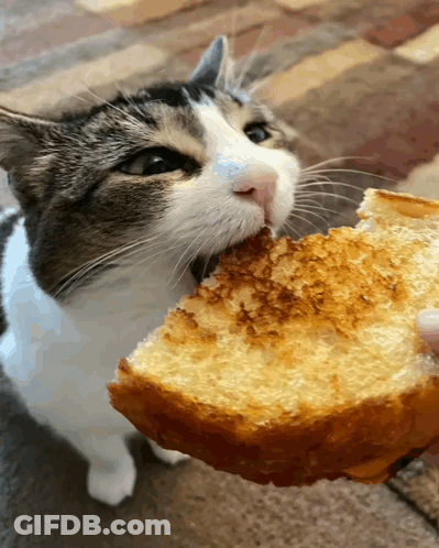 Cat Eating Bited Bread GIF