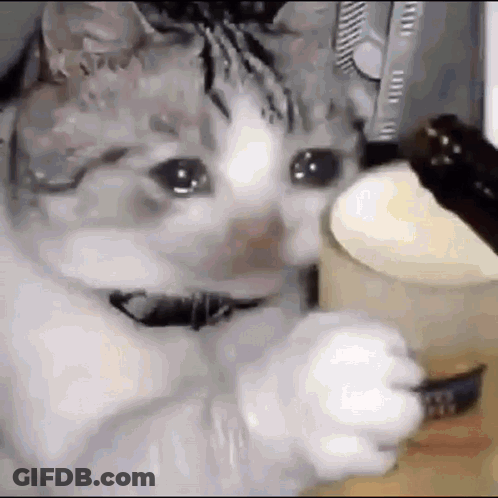 Cat Eating Cake With Fork And Crying GIF