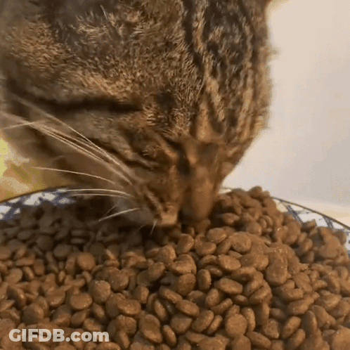Cat Eating Cat Food GIF