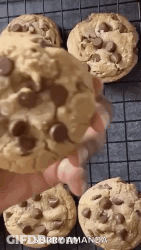 Cat Eating Chocolate Bar GIF