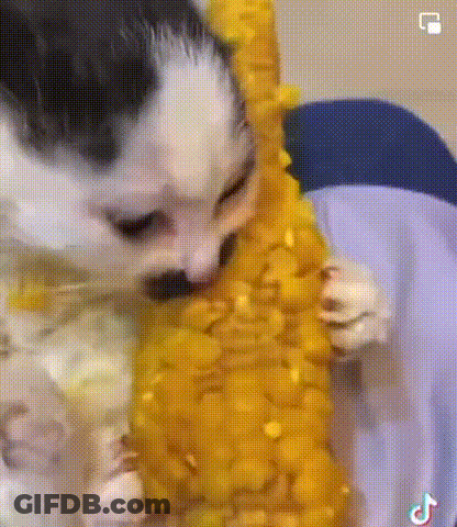 Cat Eating Corn On The Cob GIF