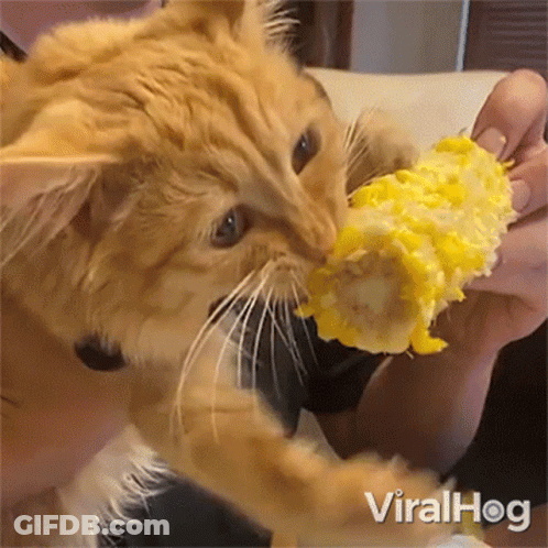 Cat Eating Corn On The Cob GIF