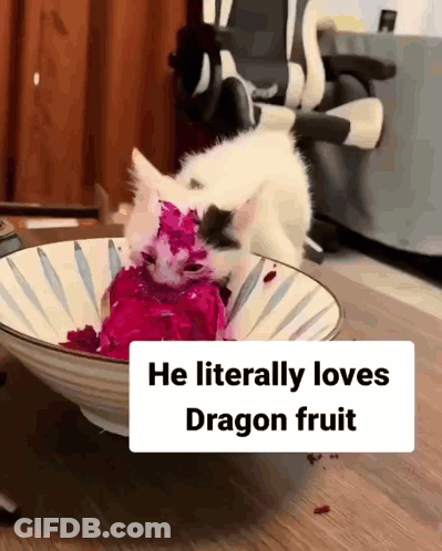 Cat Eating Dragon Fruit He Literally Loves Dragon Fruit GIF
