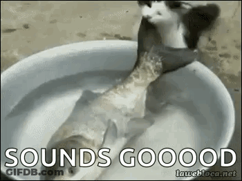 Cat Eating Fish In Water Bowl GIF