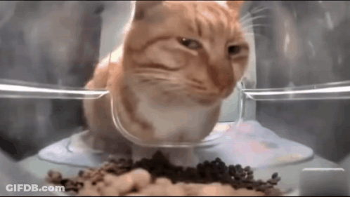 Cat Eating Food From Bowl In Clear Container GIF