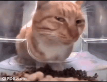 Cat Eating Food From Bowl GIF