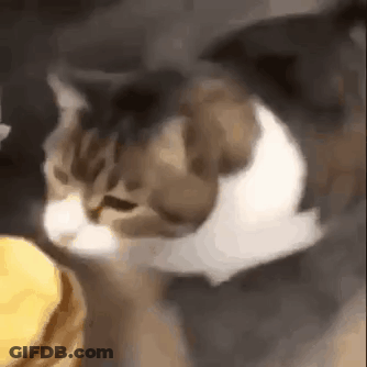 Cat Eating Food From Bucket GIF