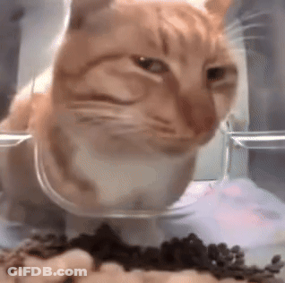 Cat Eating Food From Glass Bowl GIF