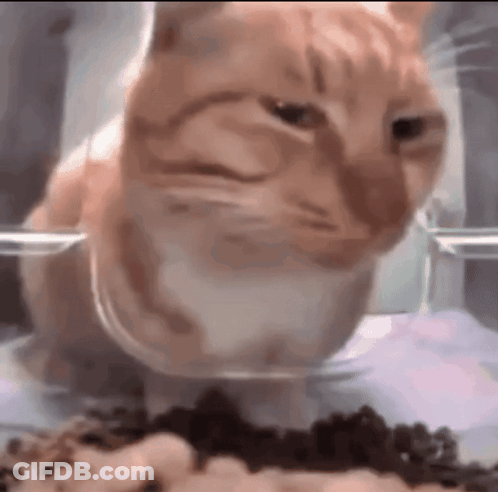 Cat Eating Food From Plastic Bowl GIF