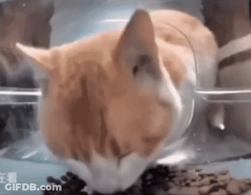 Cat Eating Food Out Of Clear Plastic Container GIF