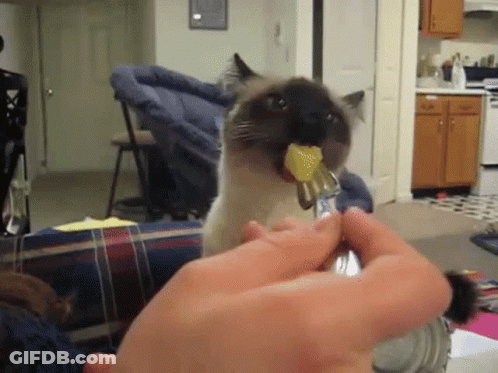 Cat Eating Food With Fork GIF