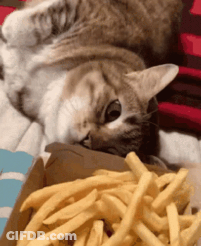 Cat Eating French Fries GIF