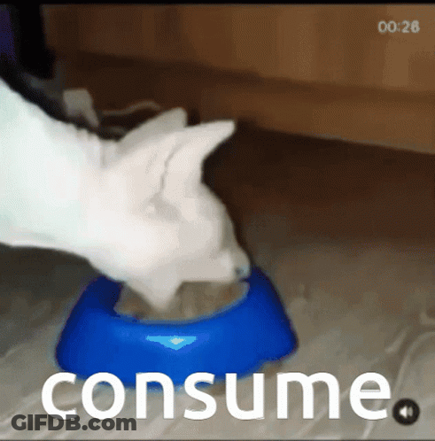 Cat Eating From Blue Bowl Saying Consume GIF