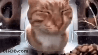 Cat Eating From Feeder GIF