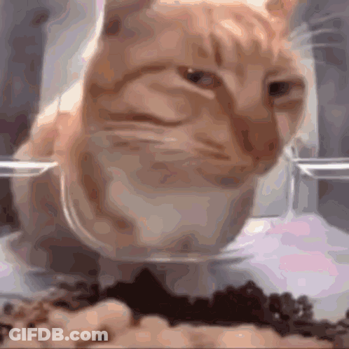 Cat Eating From Glass Bowl GIF