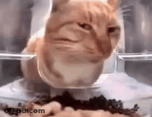 Cat Eating From Plastic Container Saying How Many E2s Does It Got GIF