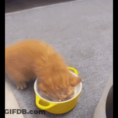 Cat Eating From Yellow Bowl GIF