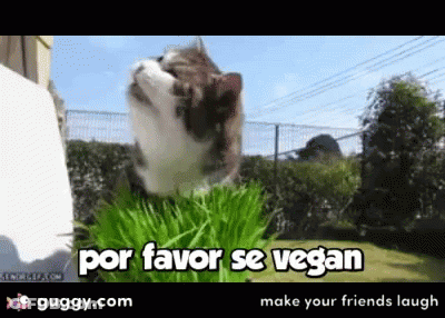 Cat Eating Grass Por Favor Se Vegan GIF