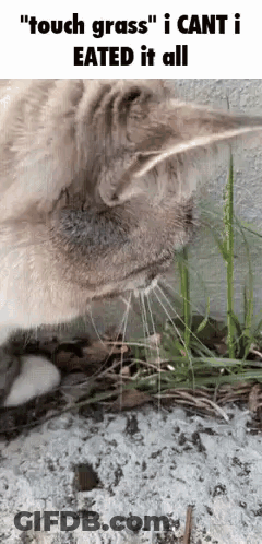 Cat Eating Grass Says Touch Grass I Ate It All GIF