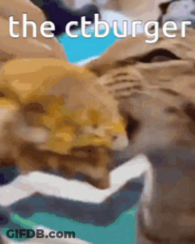 Cat Eating Hamburger Saying The Ctburger GIF