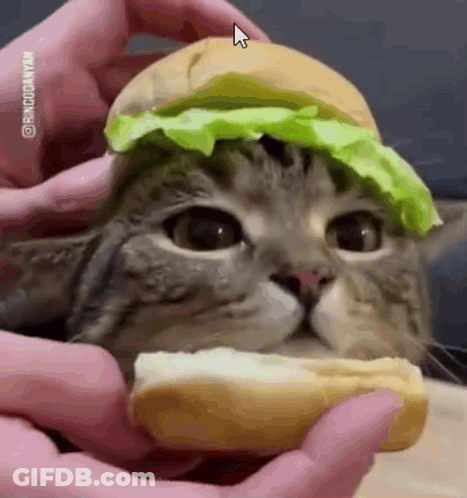 Cat Eating Hamburger With Lettuce GIF