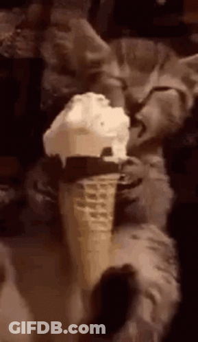 Cat Eating Ice Cream Cone GIF