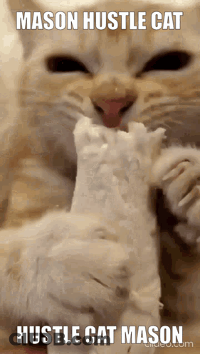 Cat Eating Ice Cream Mason Hustle Cat Hustle Cat Mason GIF