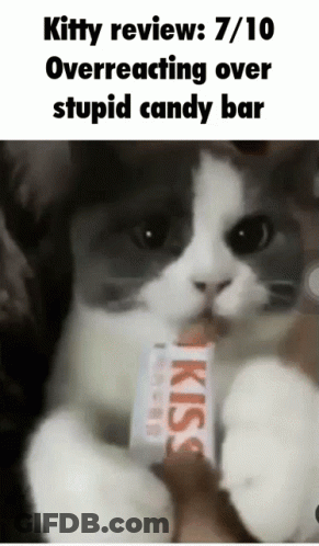 Cat Eating Kiss Candy Bar GIF