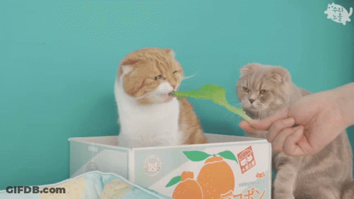 Cat Eating Leaf From Box Scottich Fold GIF