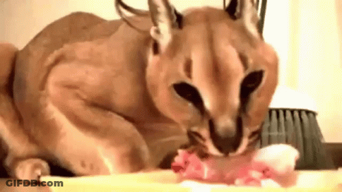 Cat Eating Meat From Bowl GIF