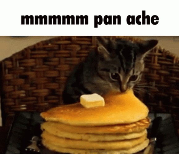 Cat Eating Pancake GIF