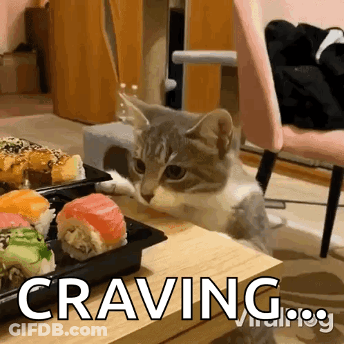 Cat Eating Sushi Craving GIF