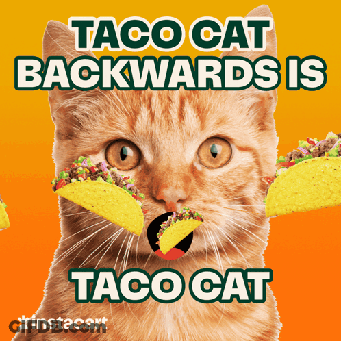 Cat Eating Taco GIF