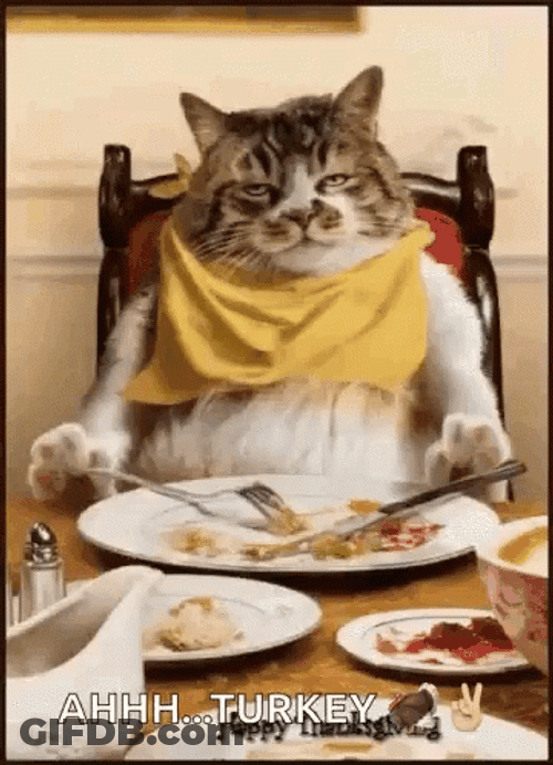 Cat Eating Thanksgiving Turkey GIF