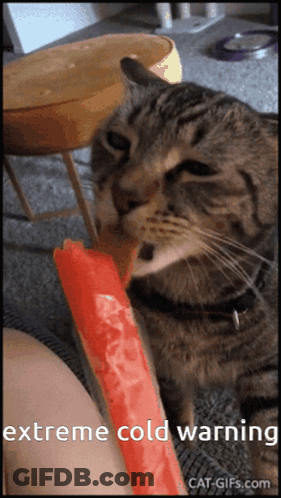 Cat Eating Watermelon Popsicle Extreme Cold Warning GIF