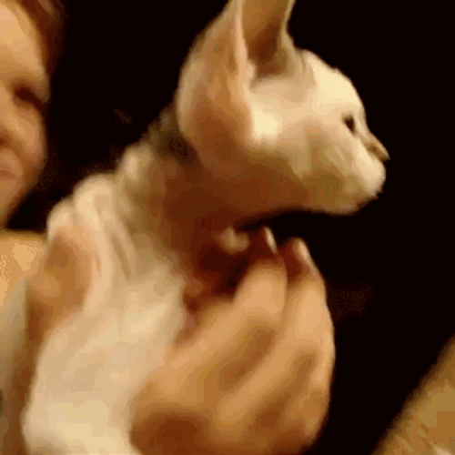 Cat Eating Whipped Cream GIF