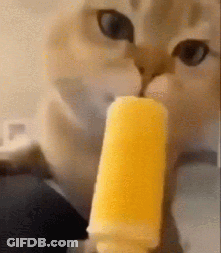 Cat Eating Yellow Popsicle Close Up GIF