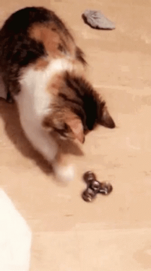 Cat Enjoy Playing Of Fidget Spinner GIF