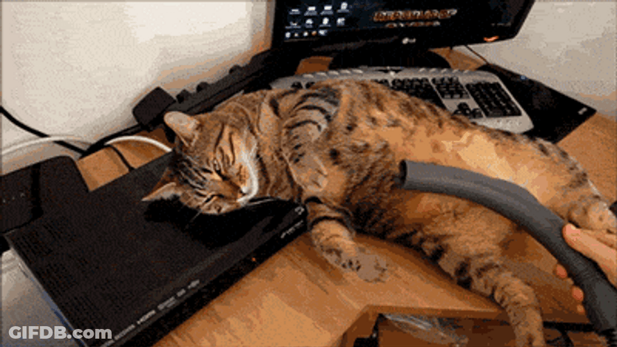 Cat Enjoying Vacuum Suck GIF
