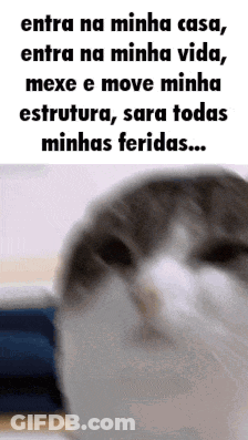 Cat Entra Na Minha Casa Entra Na Minha Vida GIF