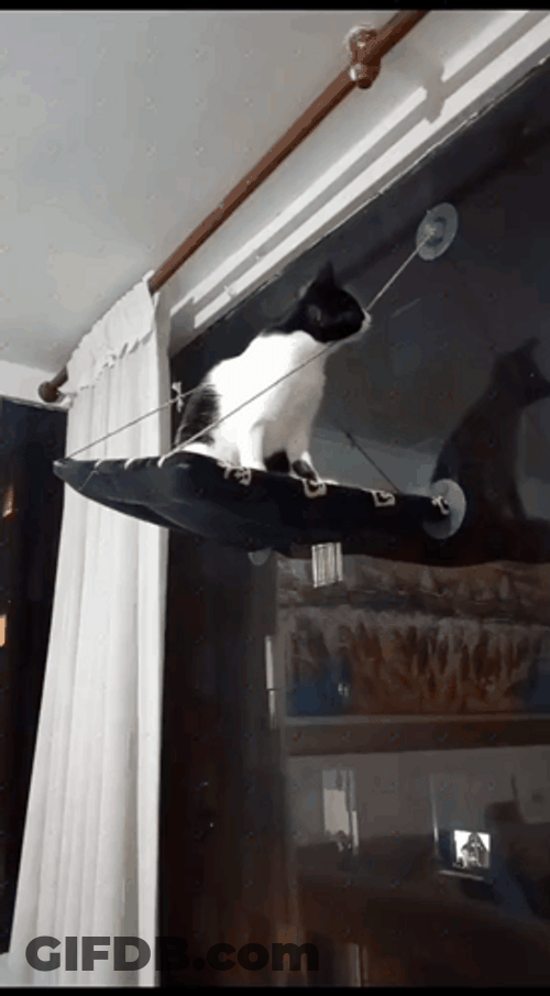 Cat Epic Fail Moment GIF