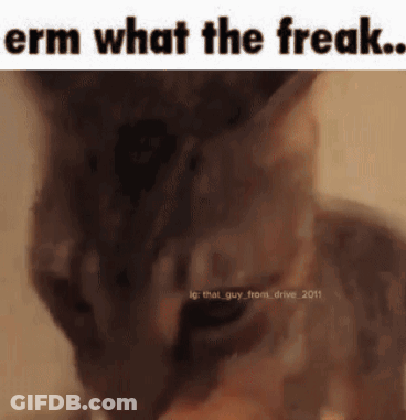 Cat Erm What The Freak GIF