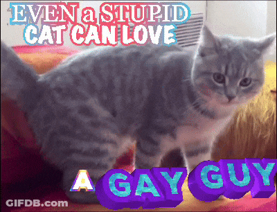 Cat Even A Stupid Cat Can Love A Gay Guy GIF