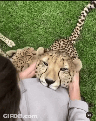 Cat Every Day Should Be International Cat Day GIF