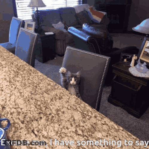 Cat Excuse Me I Have Something To Say GIF
