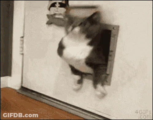 Cat Exiting Cat Door GIF